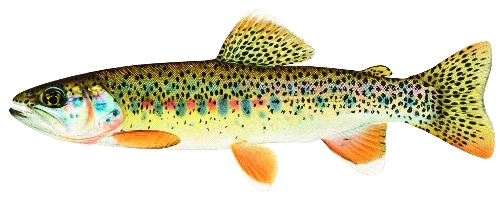 Conchos trout adult illustrated by Joseph Tomelleri